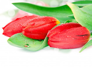 Картинка цветы тюльпаны капли бутоны