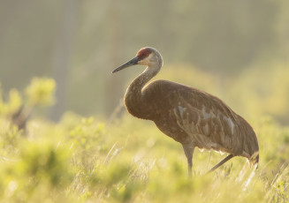 Картинка животные журавли клюв