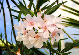 обоя цветы, олеандры, тропики