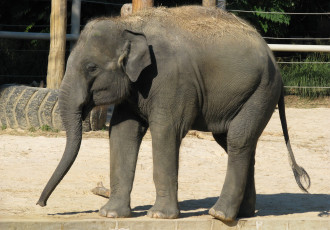 Картинка животные слоны слон вольер