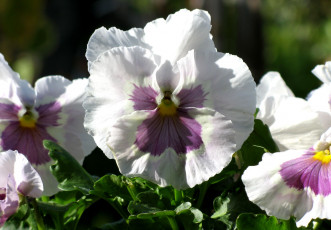 Картинка цветы анютины+глазки+ садовые+фиалки макро