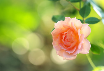 Картинка цветы розы оранж