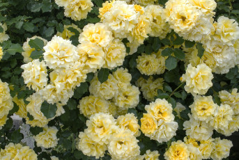 Картинка цветы розы много