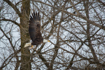 Картинка белоголовый+орлан животные птицы+-+хищники орлан добыча рыба крылья полет