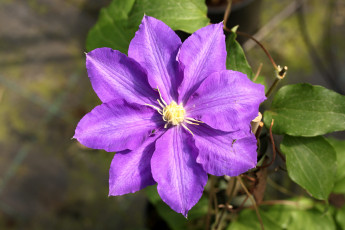 Картинка цветы клематис+ ломонос макро