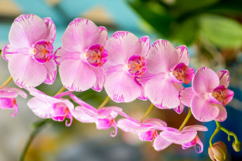 Картинка цветы орхидеи розовый