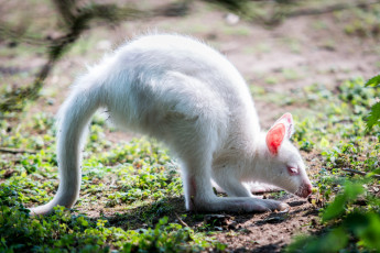 Картинка животные кенгуру маленький трава