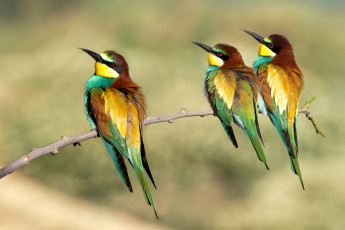 Картинка животные щурки+ пчелоеды троица