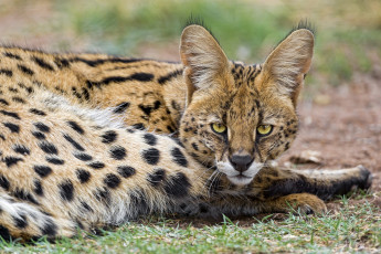 Картинка животные сервалы взгляд кошка