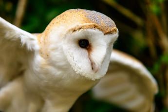 Картинка животные совы птица полет сова