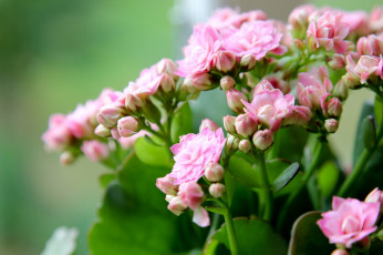 Картинка цветы каланхоэ макро