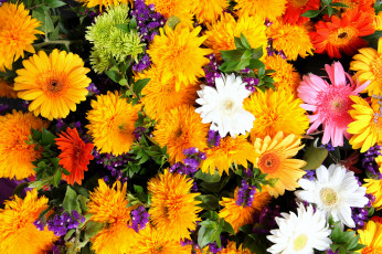 Картинка цветы разные+вместе хризантемы герберы