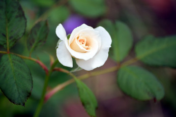 обоя цветы, розы, бутон