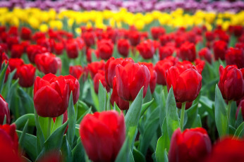 Картинка цветы тюльпаны много