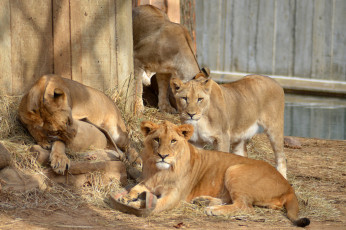 Картинка животные львы вольер львица малыши