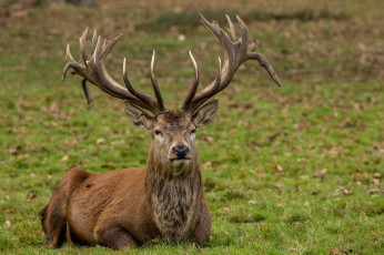 Картинка животные олени осень лес красавец лежит рога