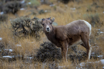 Картинка животные овцы +бараны рожки молодняк