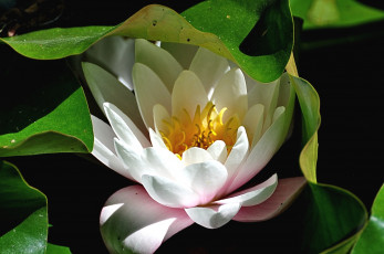 Картинка цветы лилии+водяные +нимфеи +кувшинки макро