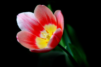 Картинка цветы тюльпаны макро