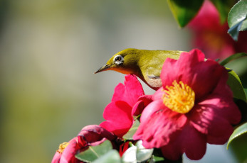 Картинка животные белоглазки глазик камелия