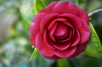 Картинка цветы камелии макро