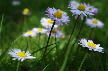Картинка цветы маргаритки ромашки трава