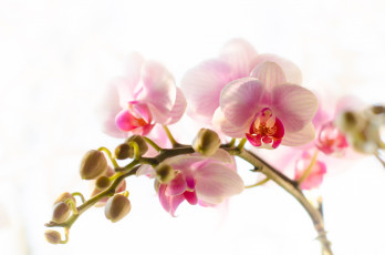 Картинка цветы орхидеи ветка