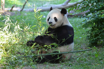 Картинка животные панды медвежонок панда