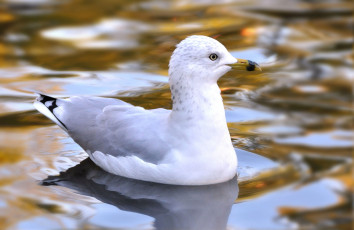 Картинка животные Чайки +бакланы +крачки птица чайка вода