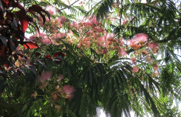 Картинка разное компьютерный+дизайн цветы дерево