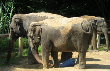 Картинка животные слоны вольер