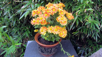 Картинка цветы хризантемы пестрые