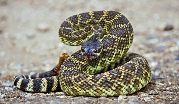 Картинка животные змеи +питоны +кобры ггремучая змея