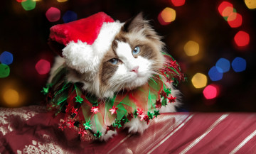 Картинка животные коты колпак кошка костюм кот блики