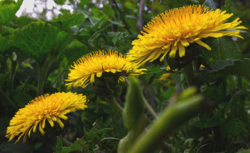Картинка цветы одуванчики желтый