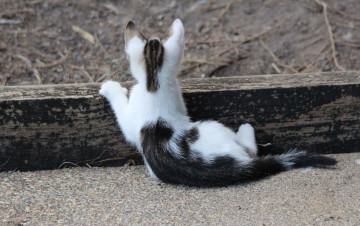 Картинка животные коты котёнок