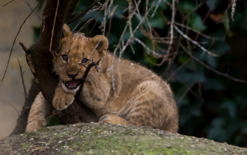 Картинка животные львы малыш львёнок котёнок