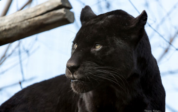 Картинка животные пантеры портрет