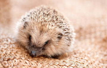Картинка животные ежи ежик