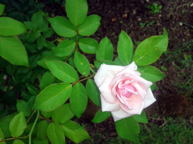 Обои картинки фото цветы, розы, розовый