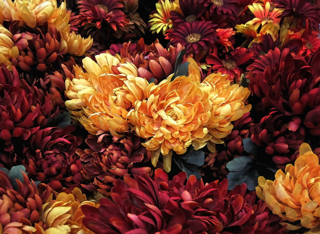 Обои картинки фото разное, компьютерный дизайн, хризантемы, цветы
