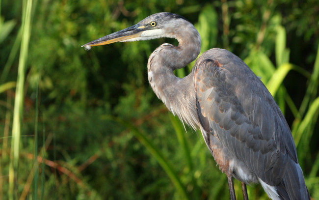 Обои картинки фото животные, цапли, серая, цапля