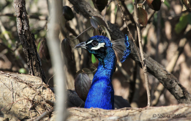 Обои картинки фото животные, павлины, профиль, клюв, птица, хохолок, ветки