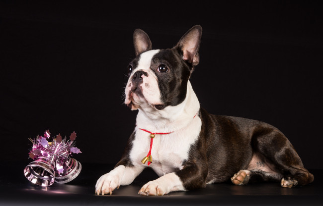 Обои картинки фото животные, собаки, щенок