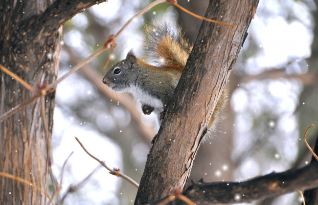 Обои картинки фото животные, белки, дерево, белка