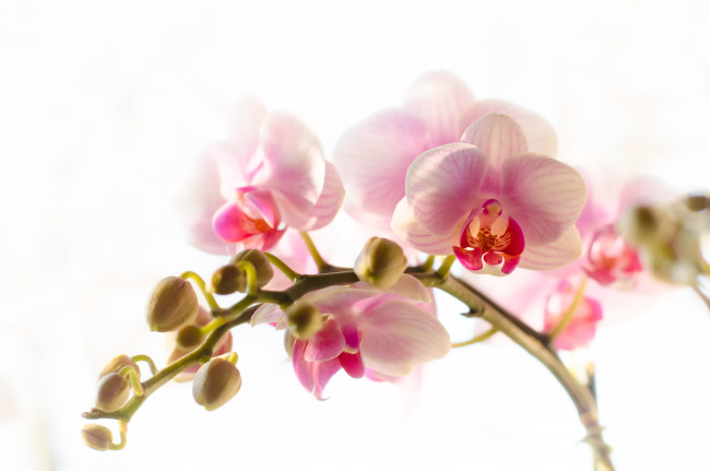 Обои картинки фото цветы, орхидеи, ветка