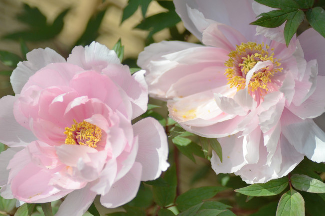 Обои картинки фото цветы, пионы, пара