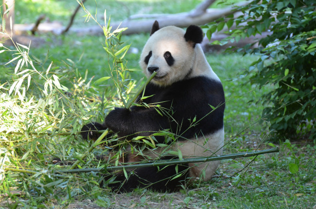 Обои картинки фото животные, панды, медвежонок, панда