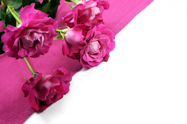 Обои картинки фото цветы, розы, розовый