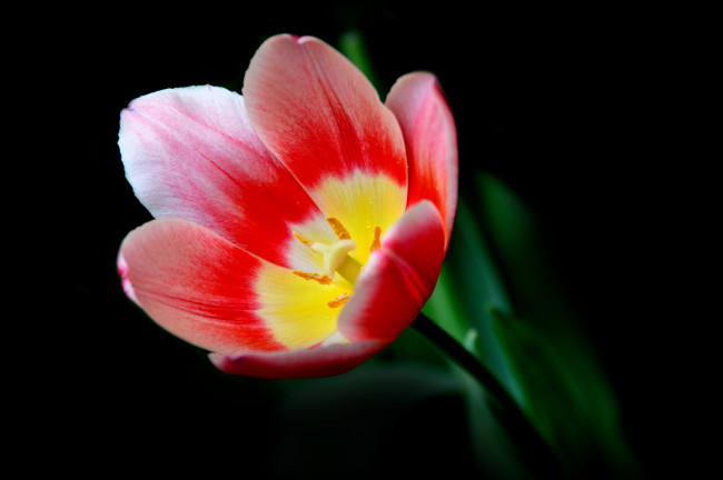 Обои картинки фото цветы, тюльпаны, макро